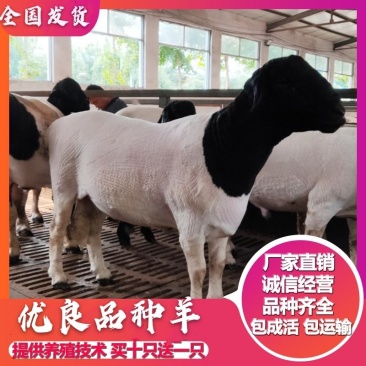 活羊黑头杜泊羊怀孕母羊种公羊全国发货二胎头胎受孕母羊