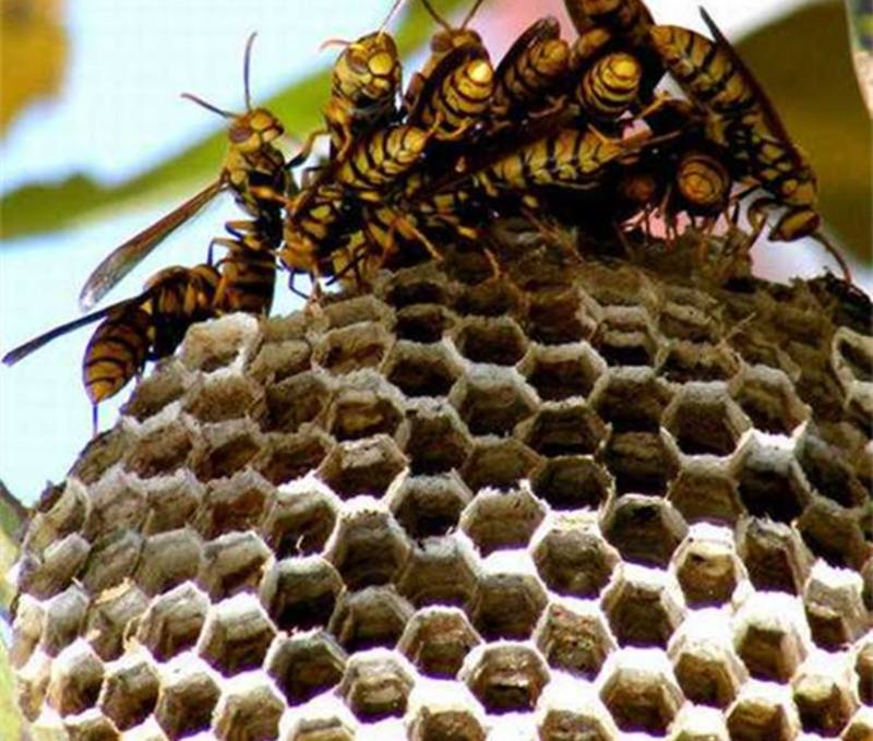 蜂窝蜂房野山蜂蜂房，长脚胡蜂蜂窝，野生大眼蜂房中药材