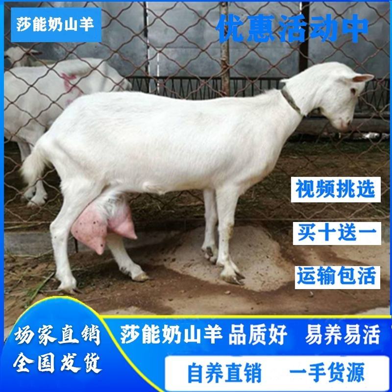 活羊莎能奶山羊怀孕奶山羊小羊红鹿奶山羊吐根堡奶山羊
