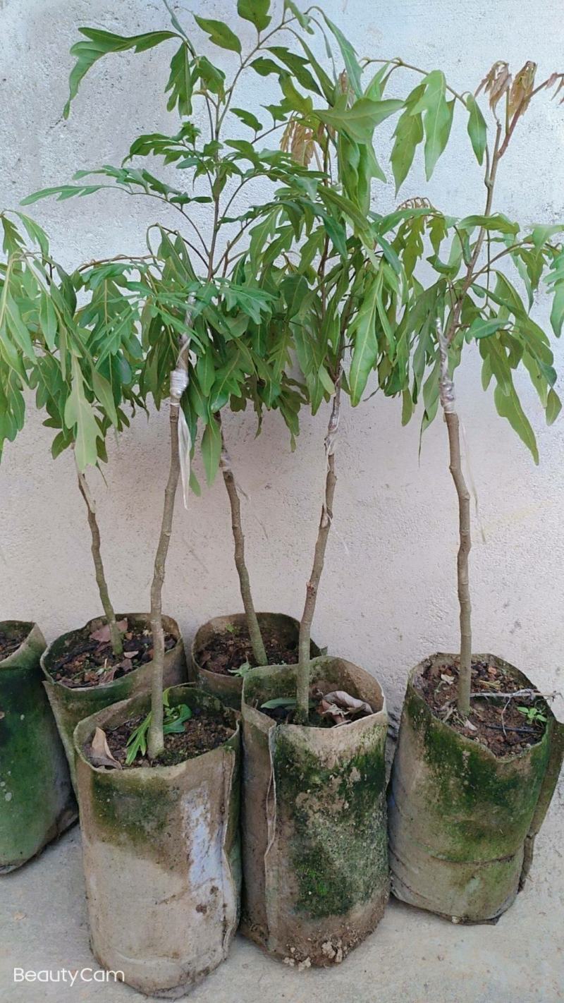 无核龙眼苗嫁接苗带土球发货果肉厚香甜