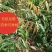 无核龙眼苗嫁接苗带土球发货果肉厚香甜