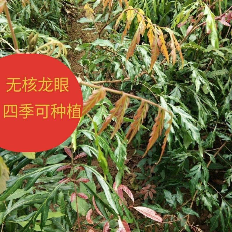 无核龙眼苗嫁接苗带土球发货果肉厚香甜