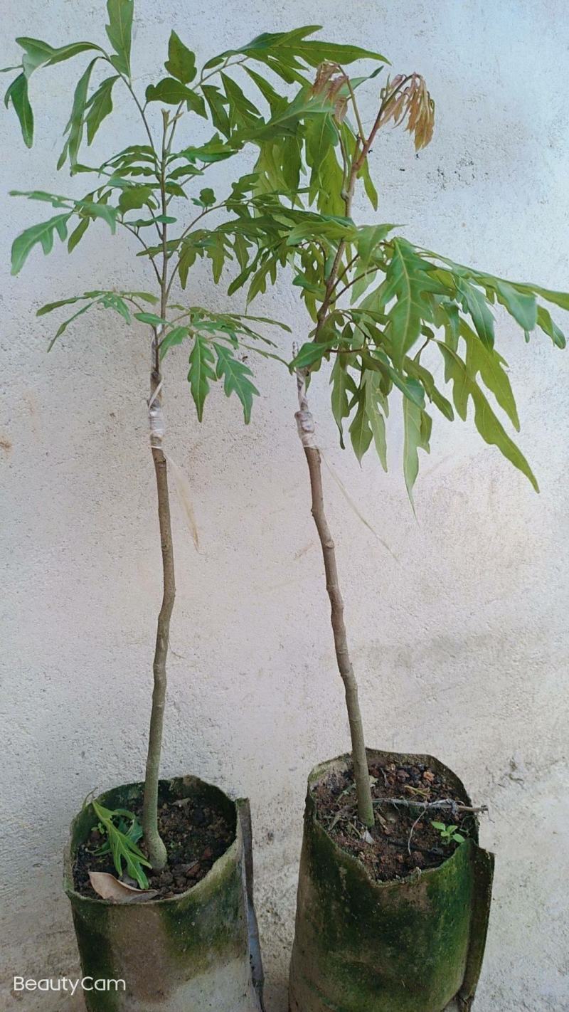 无核龙眼苗嫁接苗带土球发货果肉厚香甜