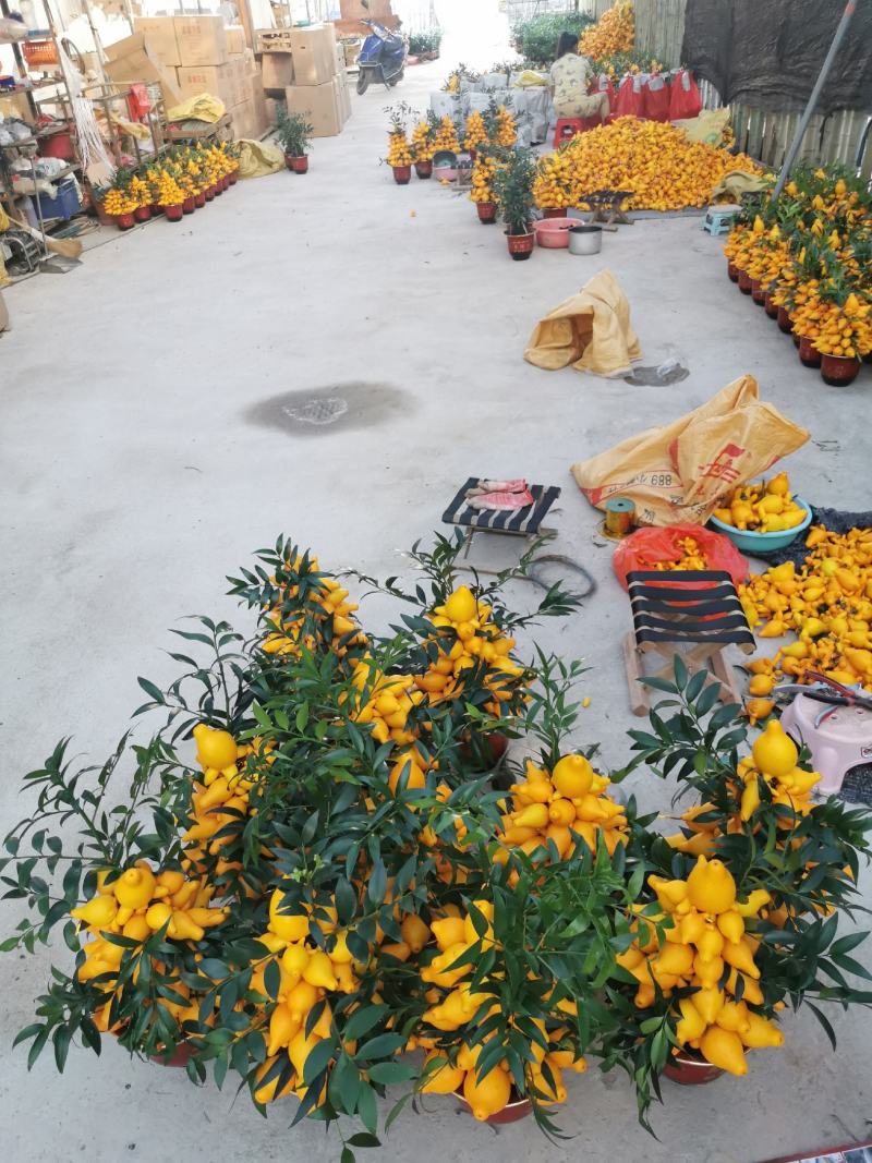 黄金果盆栽花农直销一手货源年宵花质量保障随时可以发货