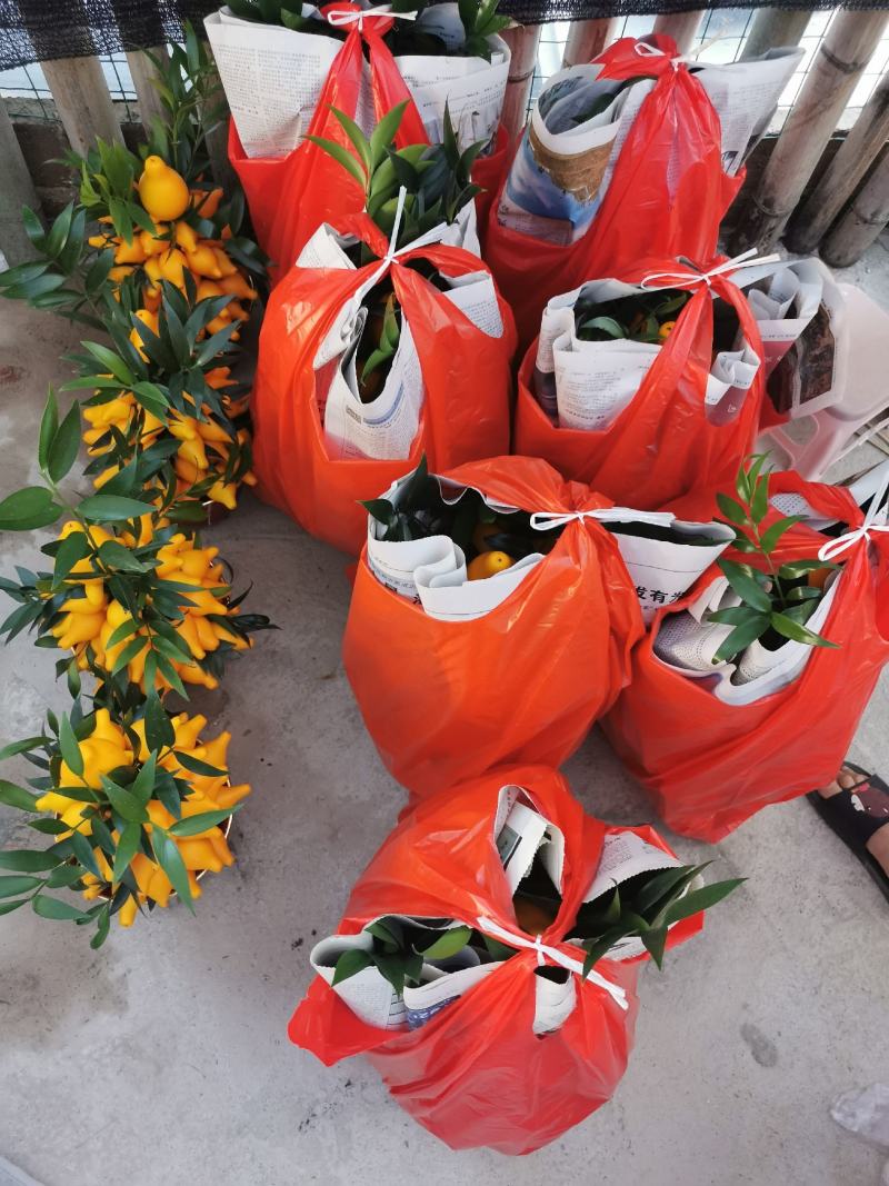 黄金果盆栽花农直销一手货源年宵花质量保障随时可以发货