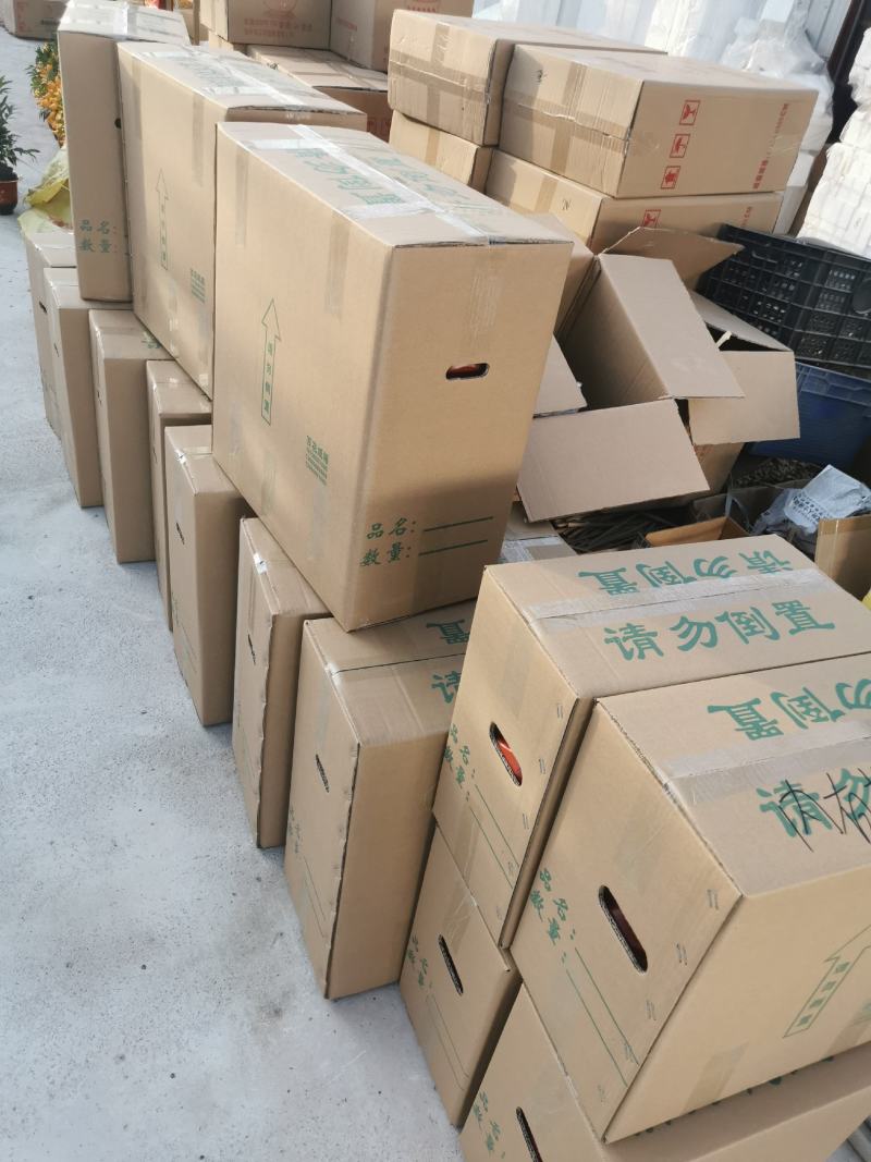 黄金果盆栽花农直销一手货源年宵花质量保障随时可以发货