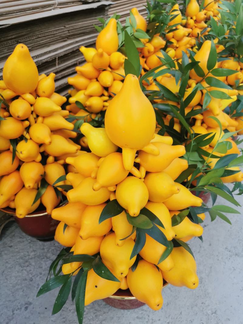 黄金果盆栽花农直销一手货源年宵花质量保障随时可以发货