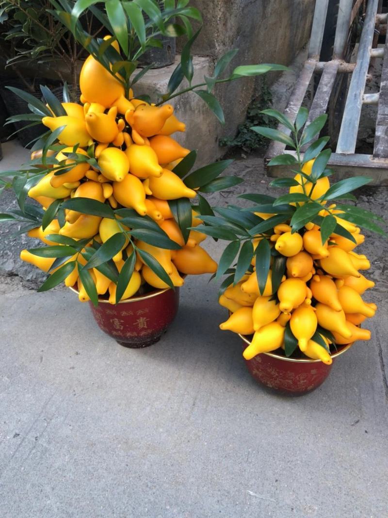黄金果盆栽花农直销一手货源年宵花质量保障随时可以发货