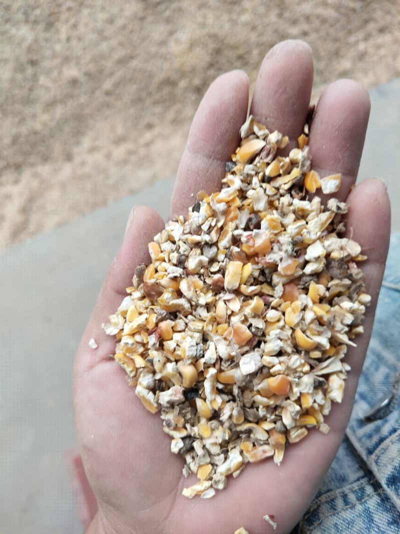 碎玉米过风9个粮水分13-14的干粮杂质少霉