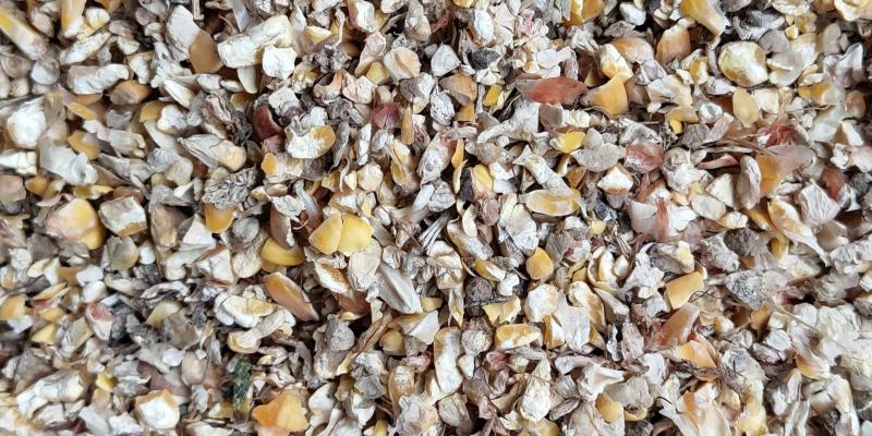 碎玉米过风9个粮水分13-14的干粮杂质少霉