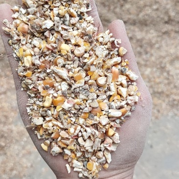 碎玉米过风9个粮水分13-14的干粮杂质少霉