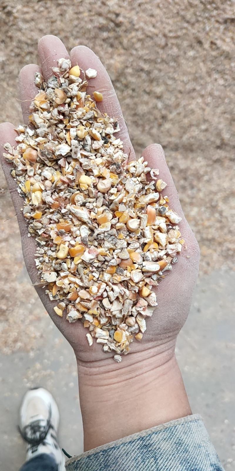 碎玉米过风9个粮水分13-14的干粮杂质少霉