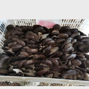 市场供货，可代发，长期合作，货源充足，质量优良，可提供冷