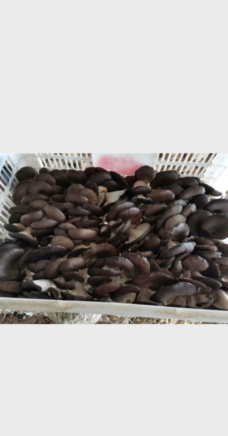 市场供货，可代发，长期合作，货源充足，质量优良，可提供冷