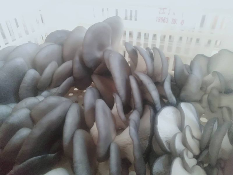 市场供货，可代发，长期合作，货源充足，质量优良，可提供冷