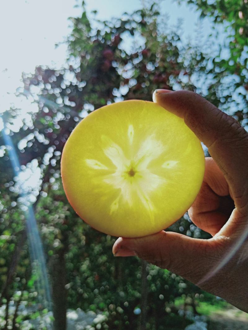 阿克苏冰糖心苹果光果糖心苹果顺丰包邮寻找合作伙伴