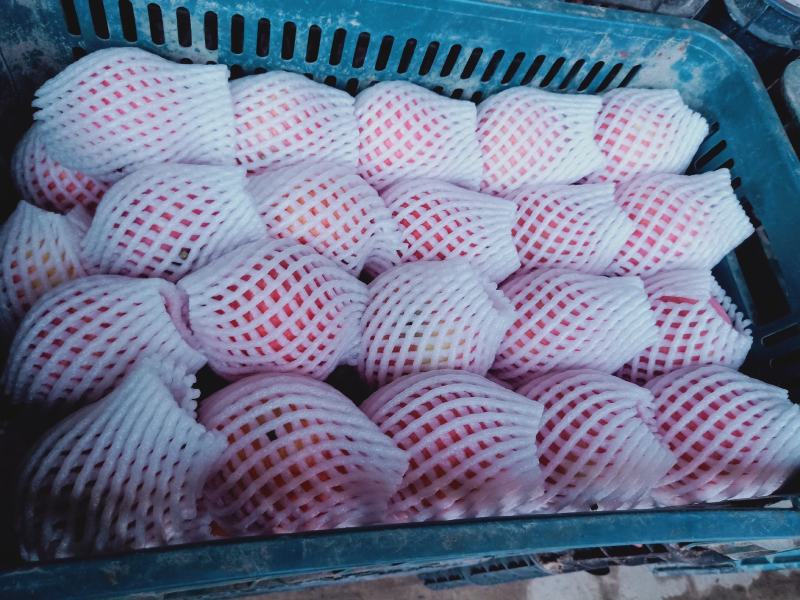 阿克苏冰糖心苹果光果糖心苹果顺丰包邮寻找合作伙伴