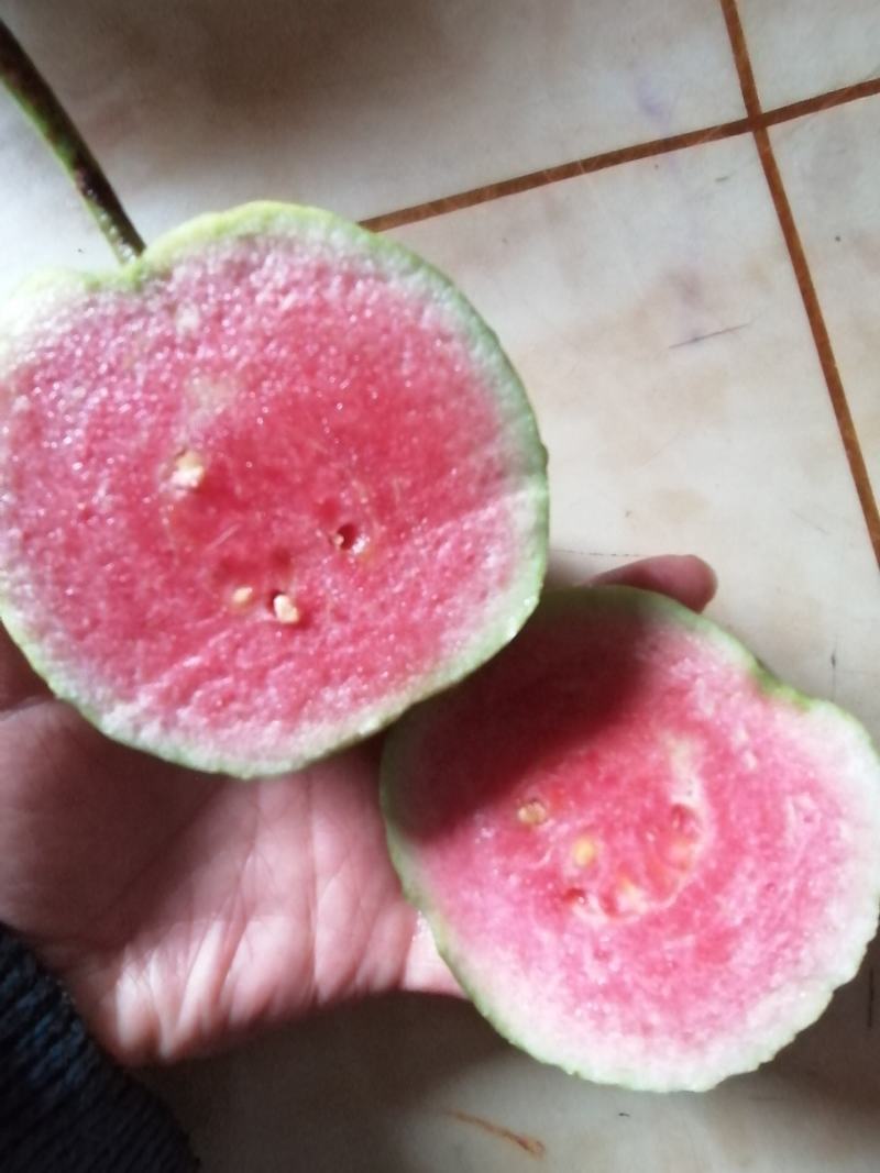 红宝石芭乐苗2-5年苗嫁接苗可盆栽地栽庭院种植当年结果