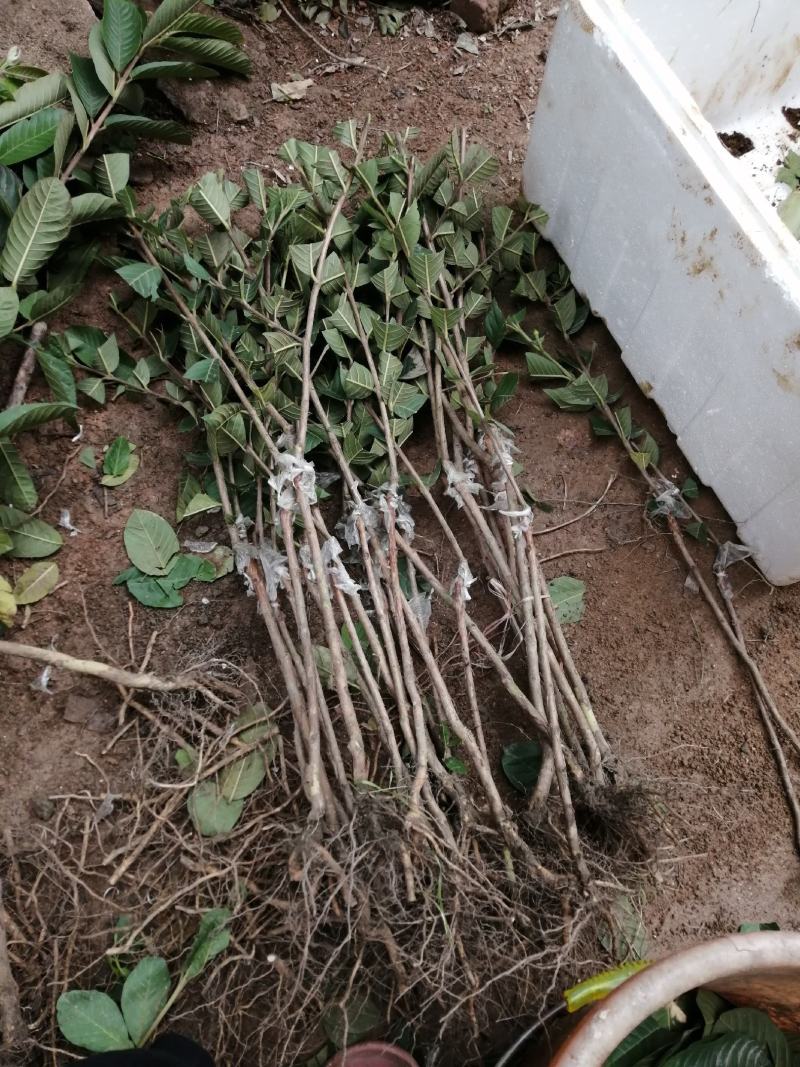 红宝石芭乐苗2-5年苗嫁接苗可盆栽地栽庭院种植当年结果