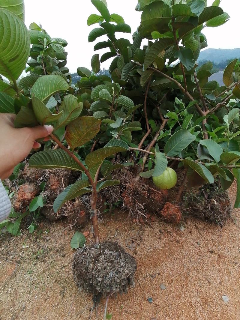 红宝石芭乐苗2-5年苗嫁接苗可盆栽地栽庭院种植当年结果
