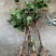 红宝石芭乐苗2-5年苗嫁接苗可盆栽地栽庭院种植当年结果