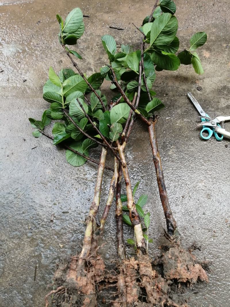红宝石芭乐苗2-5年苗嫁接苗可盆栽地栽庭院种植当年结果