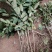 红宝石芭乐苗2-5年苗嫁接苗可盆栽地栽庭院种植当年结果