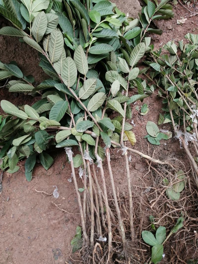 红宝石芭乐苗2-5年苗嫁接苗可盆栽地栽庭院种植当年结果