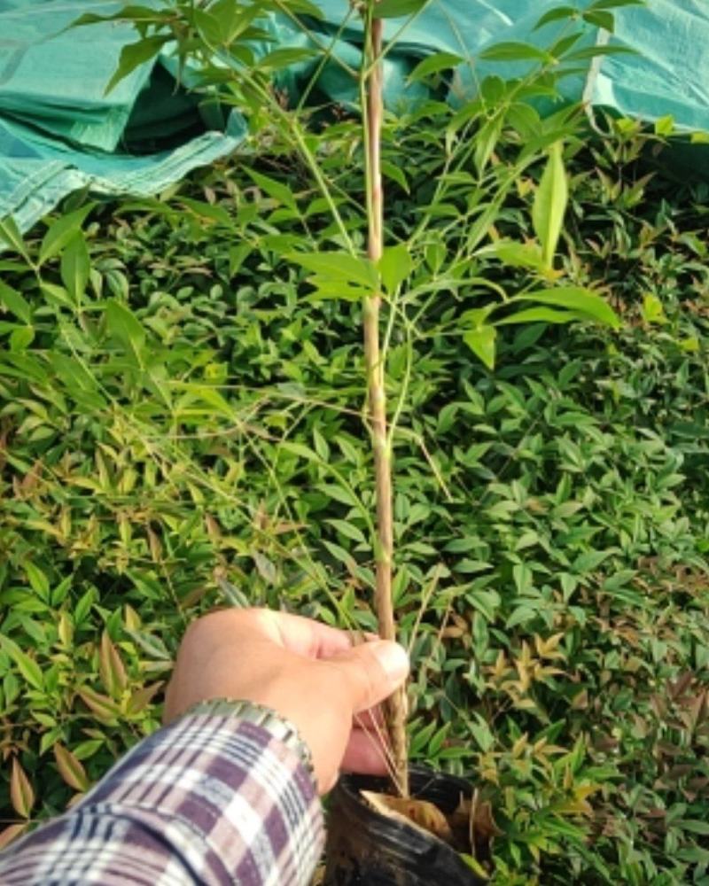 南天竹，上盆南天竹，南天竹杯苗，普通南天竹