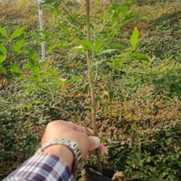 南天竹，上盆南天竹，南天竹杯苗，普通南天竹