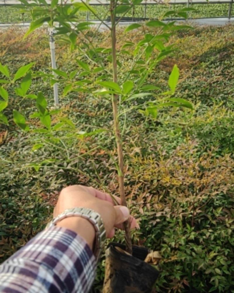 南天竹，上盆南天竹，南天竹杯苗，普通南天竹