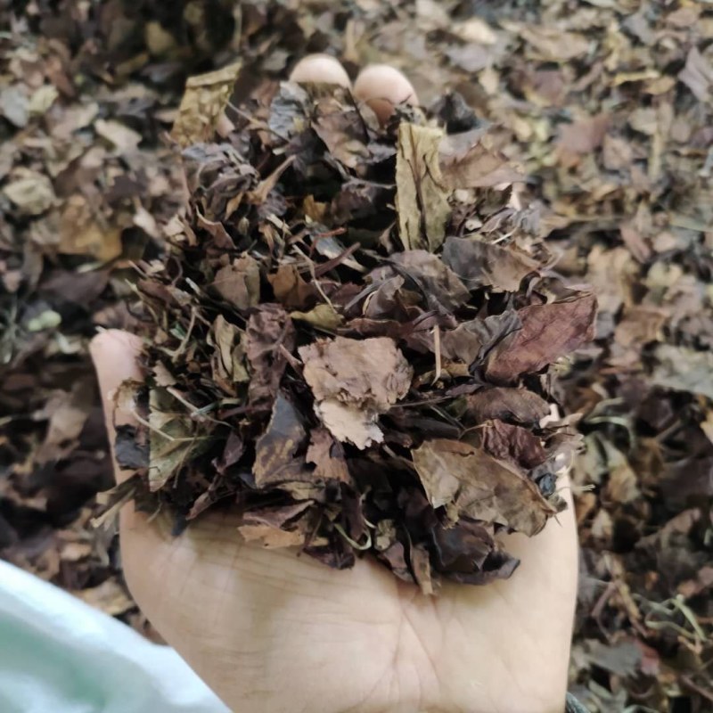 鹿衔草鹿含草支持线上交易可搭配多品种采购大货联系