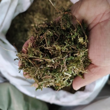 石上柏产地直供支持线上交易可搭配多品种采购大货联系