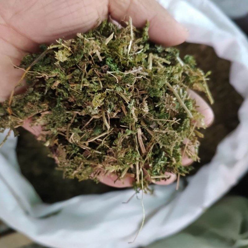 石上柏产地直供支持线上交易可搭配多品种采购大货联系