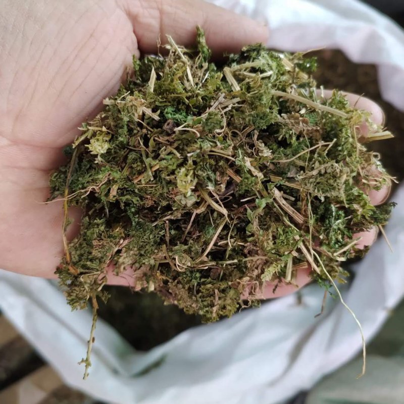 石上柏产地直供支持线上交易可搭配多品种采购大货联系