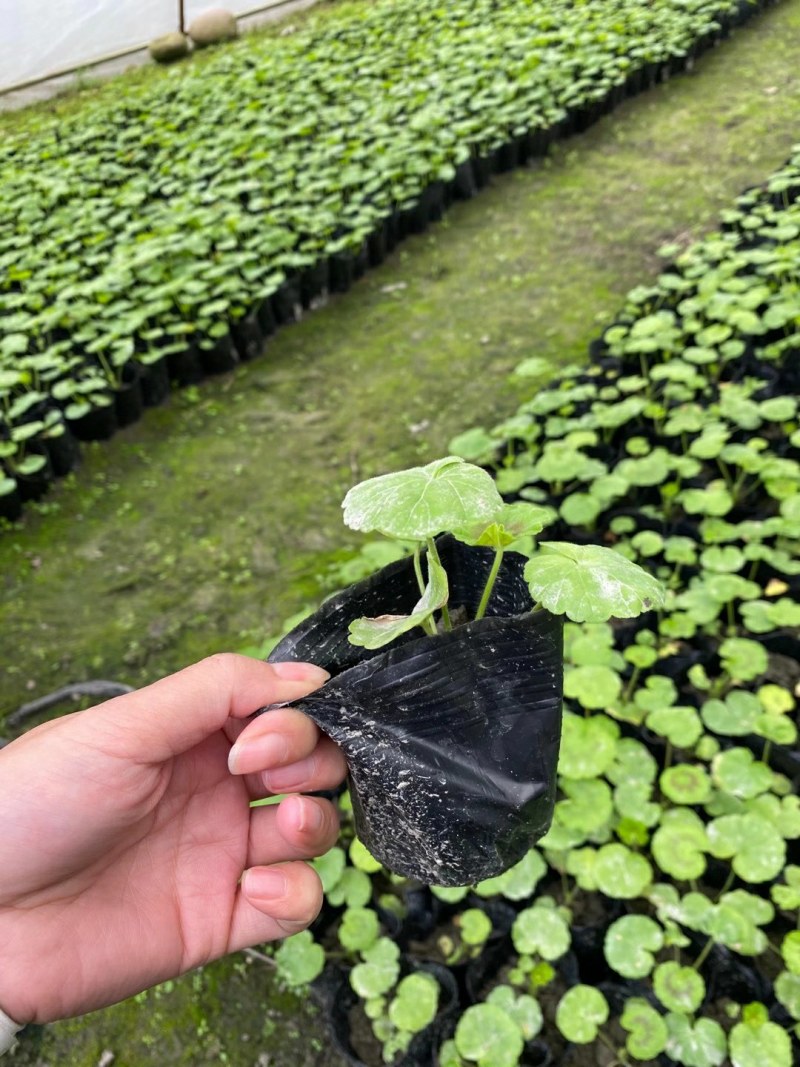 天竺葵花，小杯天竺葵，天竺葵批发