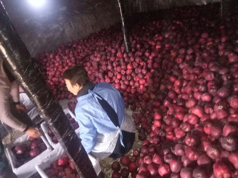 秦安魏店高山花牛苹果