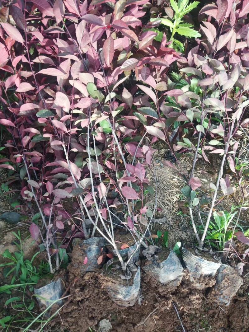 陕西紫叶矮樱规格齐全欢迎咨询