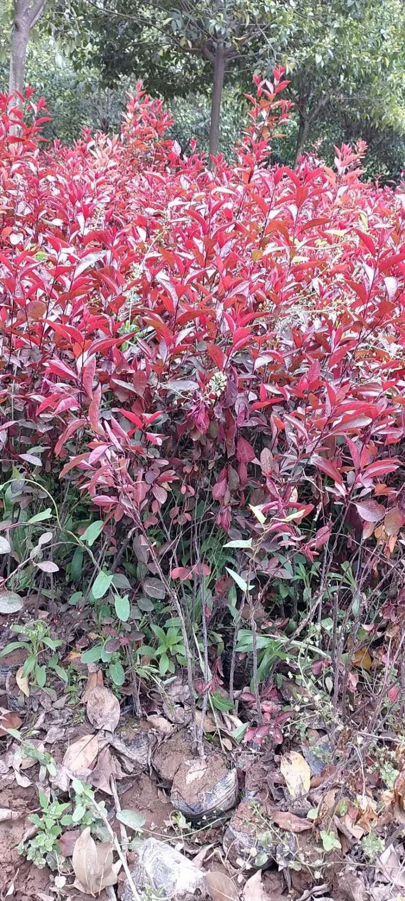 陕西紫叶矮樱规格齐全欢迎咨询