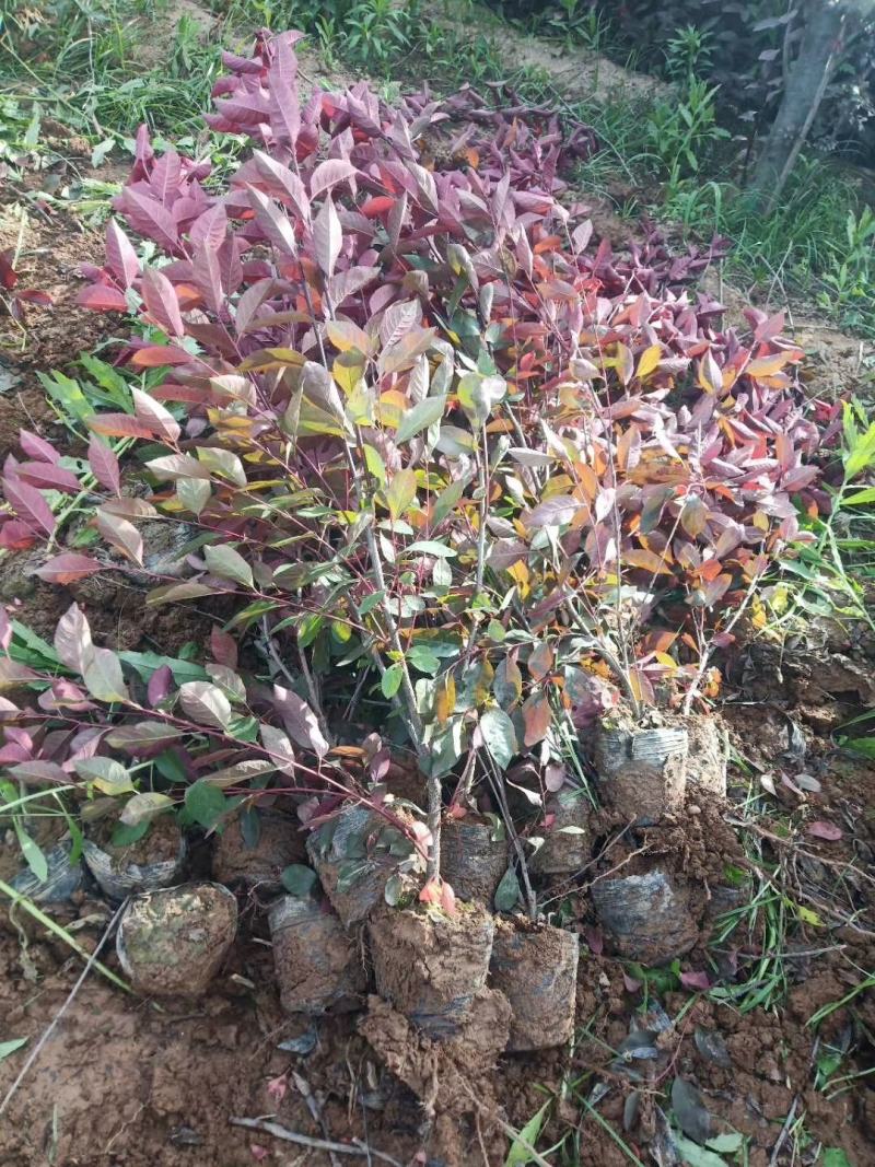 陕西紫叶矮樱规格齐全欢迎咨询
