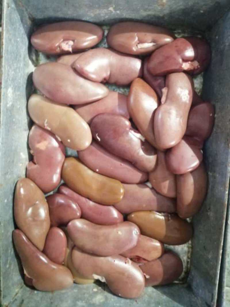 批发鲜猪腰等等的猪副产品