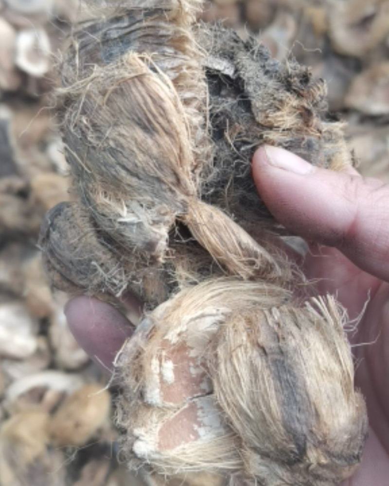 大腹皮软毛大腹毛无硫熏各种中药材