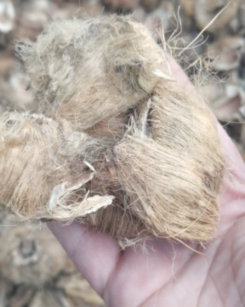 大腹皮软毛大腹毛无硫熏各种中药材