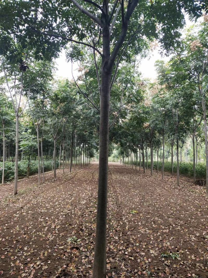 1到20公分黄山栾树基地3公分5公分8公分12公分