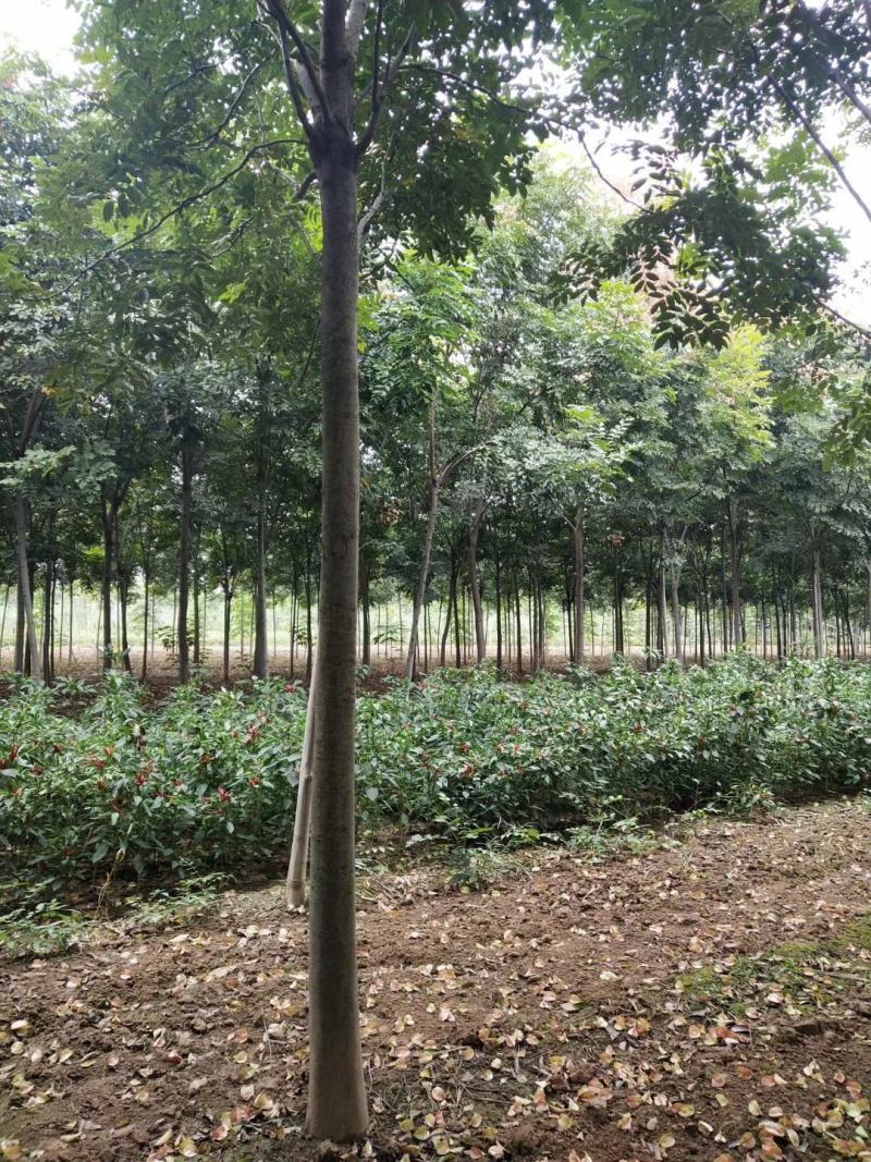 1到20公分黄山栾树基地3公分5公分8公分12公分