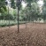 1到20公分黄山栾树基地3公分5公分8公分12公分