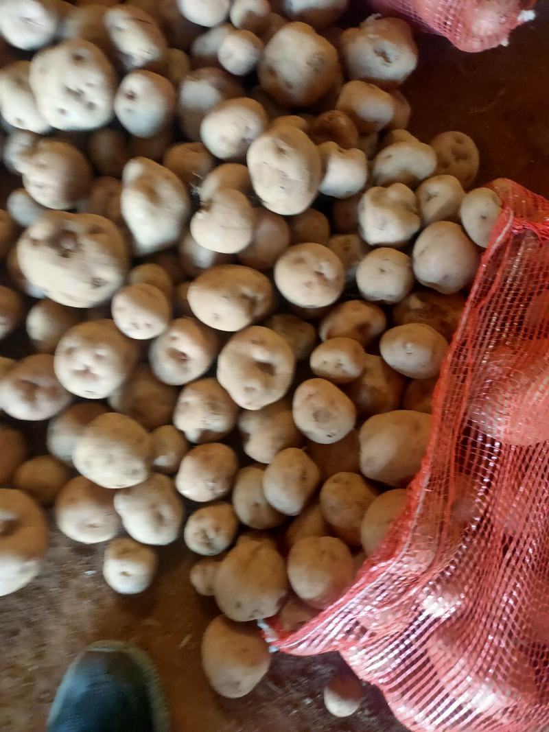 大量上市，需要的老板联系