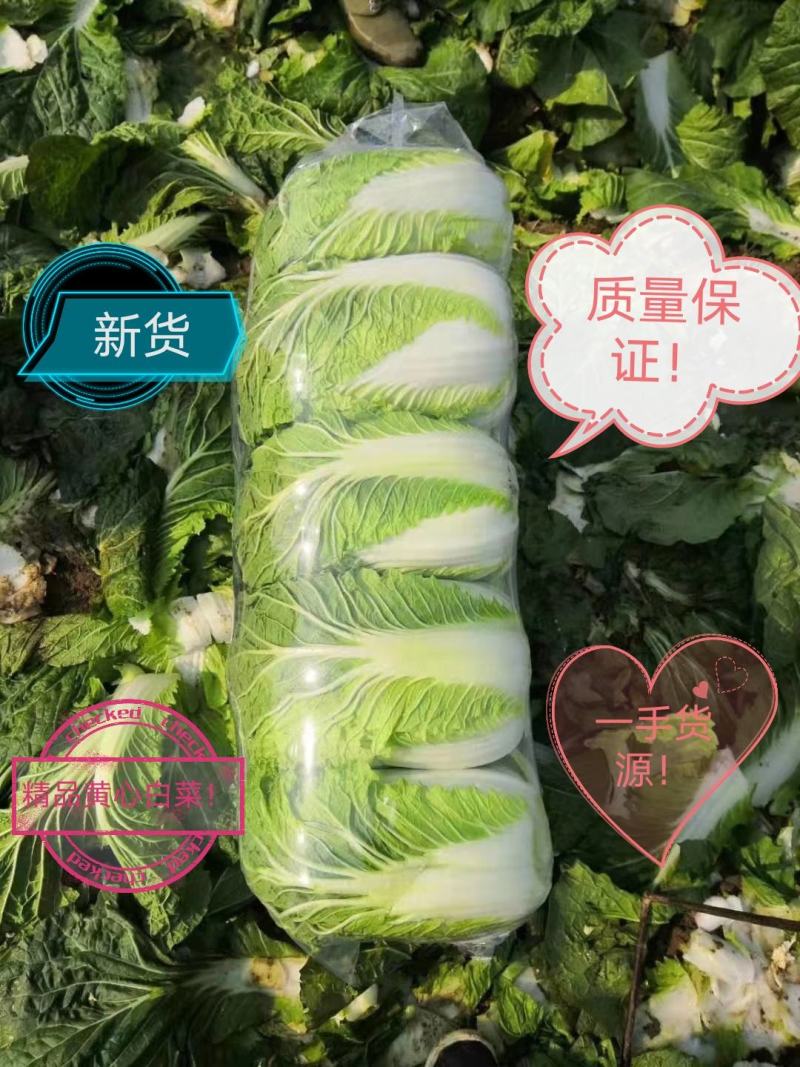大白菜精品，质量保证，诚信经营，优惠上市中！！！