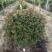 陕西红叶石楠球80-1.2冠幅
