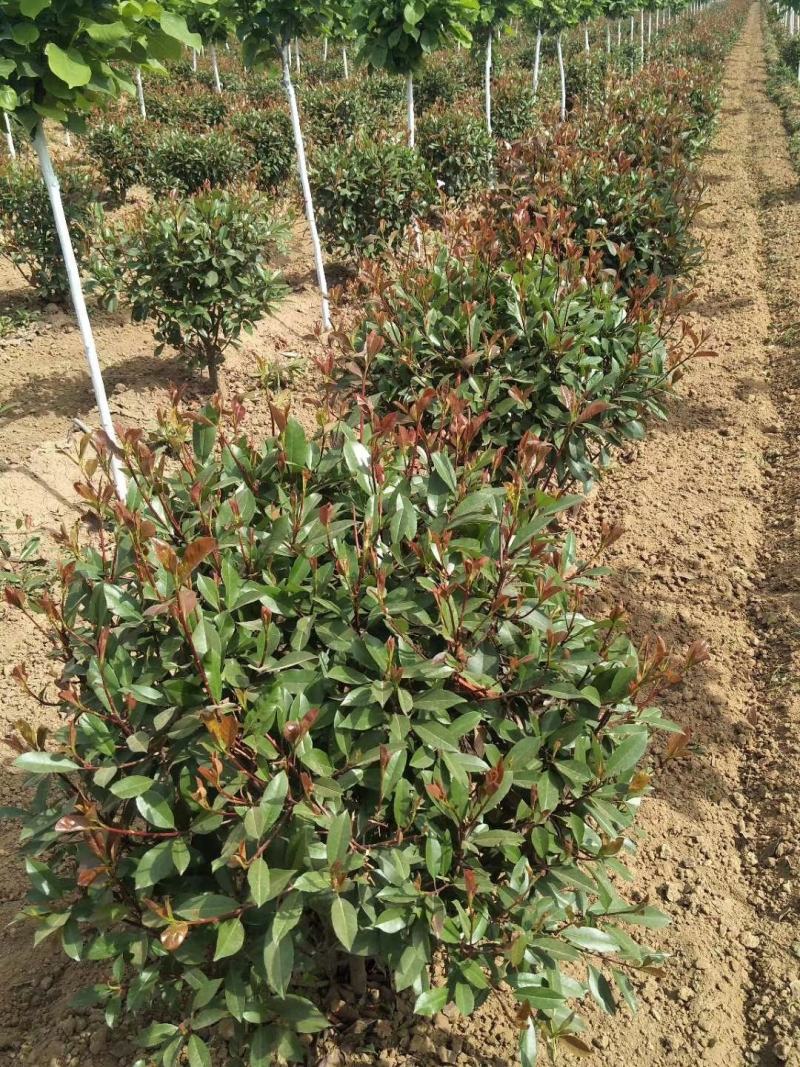 陕西红叶石楠球80-1.2冠幅